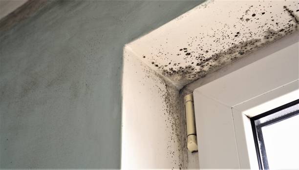 Best Environmental Consulting for Mold Prevention  in Lakeview, OR