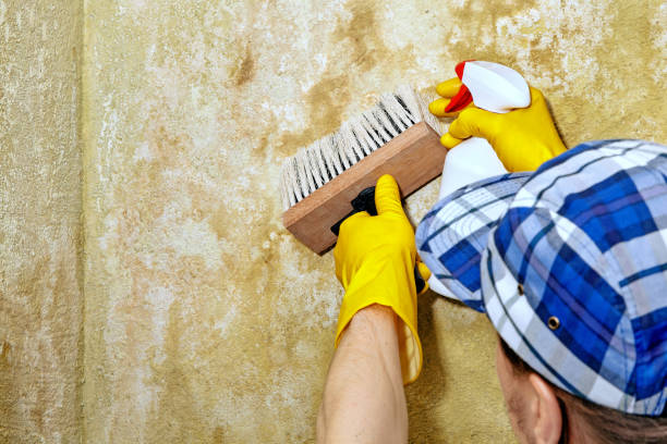 Best Comprehensive Air Testing for Mold Contaminants  in Lakeview, OR